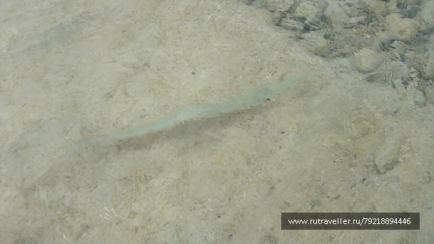 photo 256025
