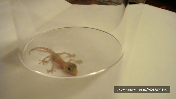 photo 256052
