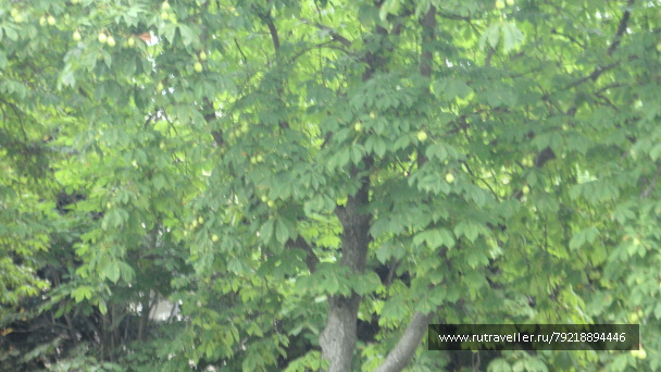 photo 255812