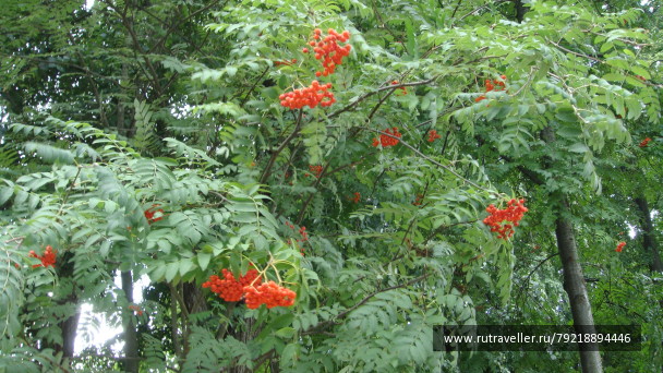photo 256146