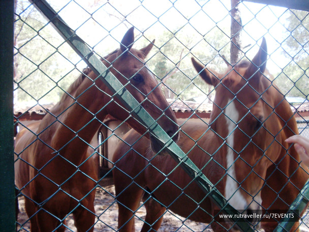 photo 280198