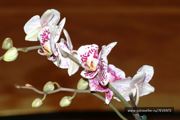 photo 451373