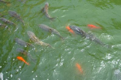 photo 147887