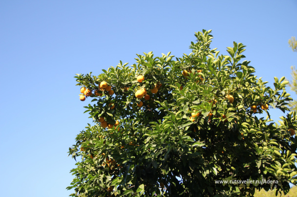 photo 158307
