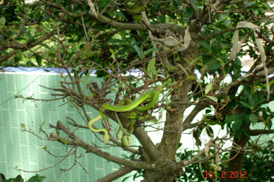 photo 410938