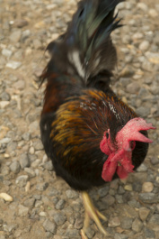 photo 409686
