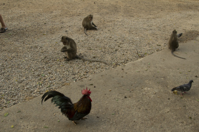 photo 409691