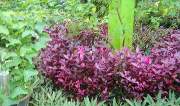 DSC00674