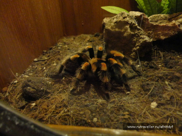 photo 422475
