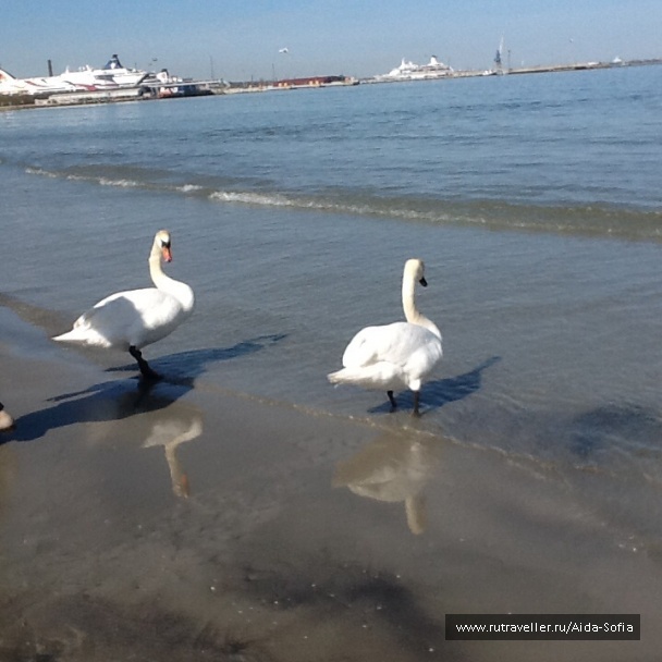 photo 1172964