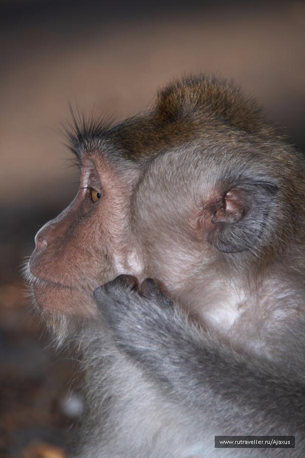 photo 1311543