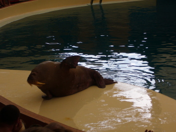photo 566696