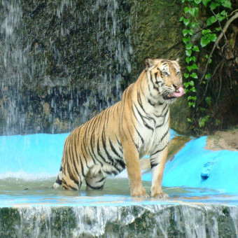 Khao Kheow Open Zoo, Таиланд
