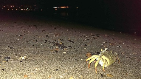photo 1210446
