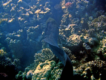 photo 1233905