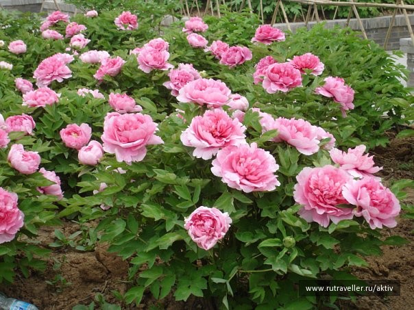 photo 472889