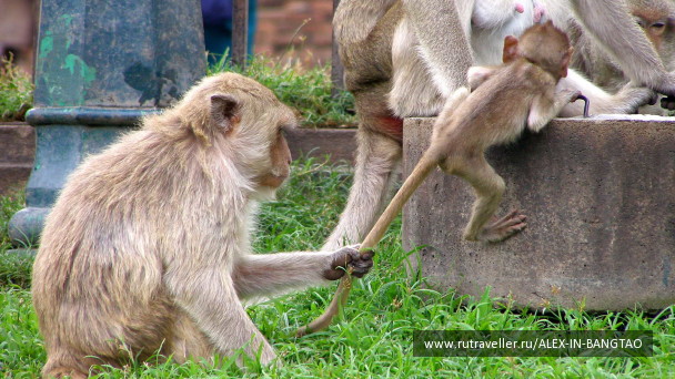 photo 65461