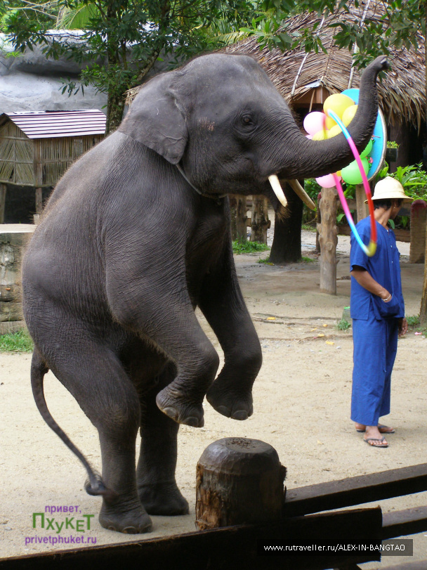 photo 425751