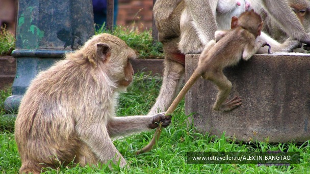 photo 425756