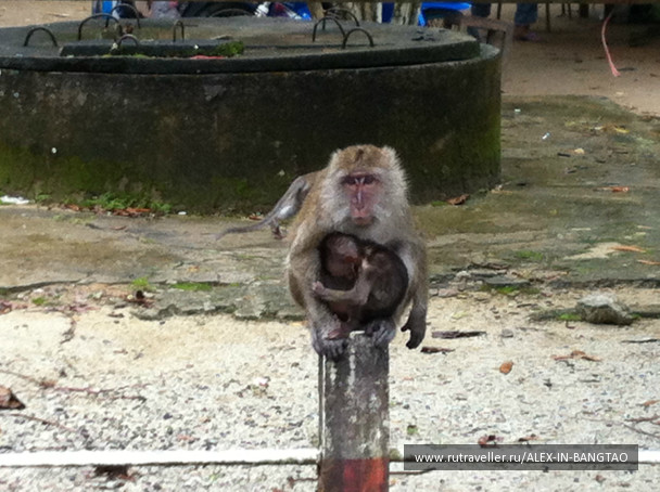 photo 425768