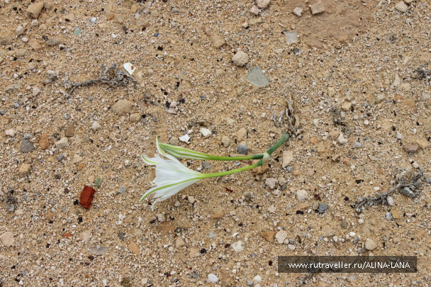 photo 1594768