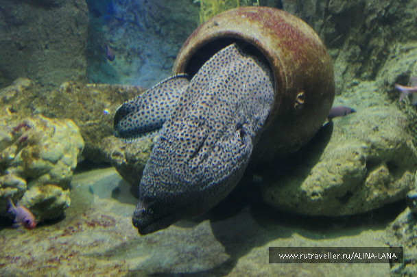 photo 1069607