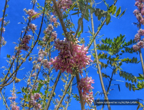 photo 1334087