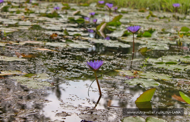 photo 440778