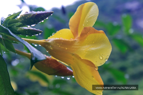 photo 440781