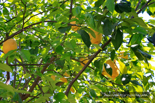photo 641780