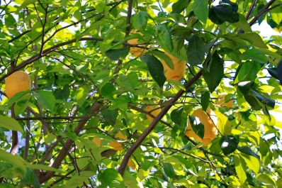 photo 912057