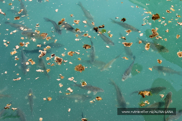 photo 431050