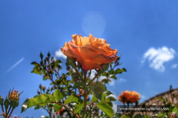 photo 1331012