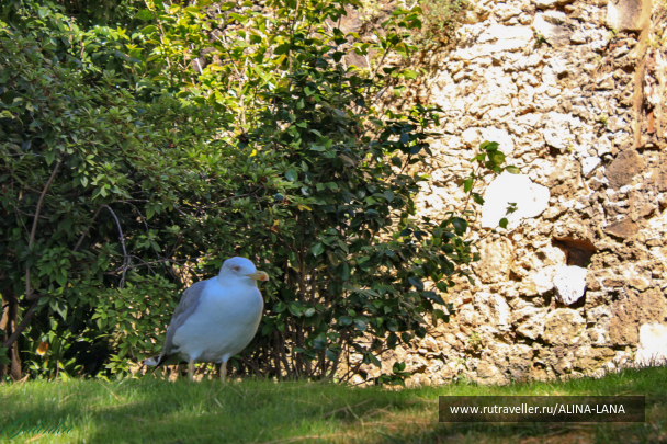 photo 1386648