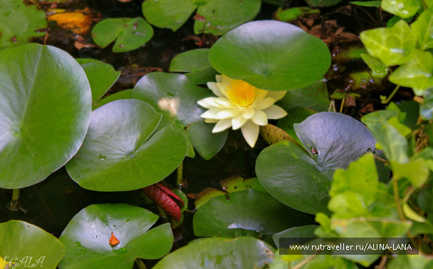 photo 607982