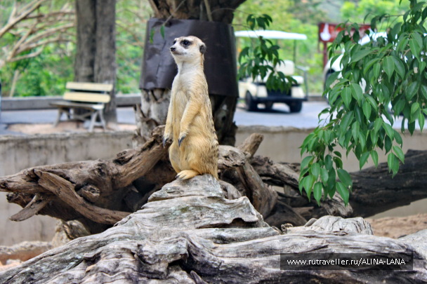 photo 1503496