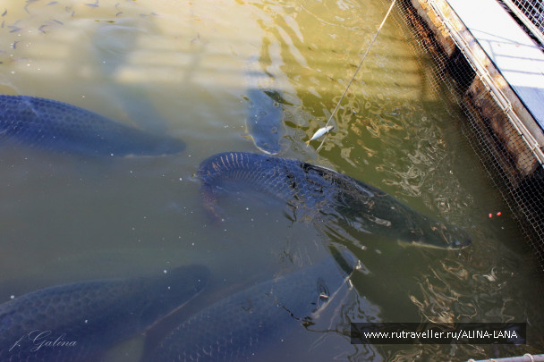 photo 683445