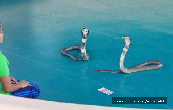 photo 1506969