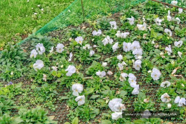 photo 1323544