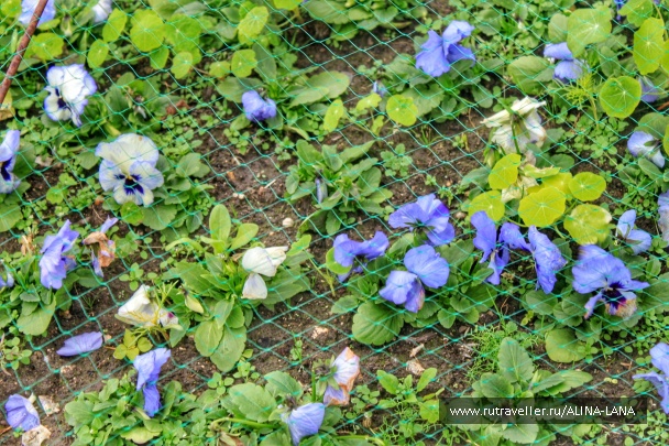 photo 1323545