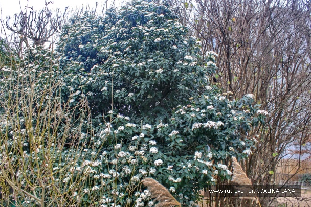 photo 1323556