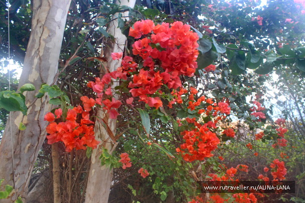 photo 1364648