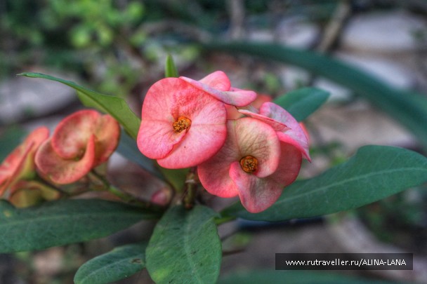 photo 1374723