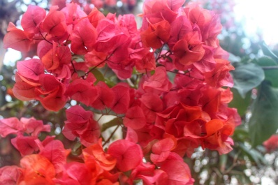 photo 1374727