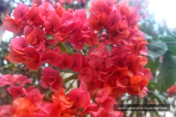 photo 1374727