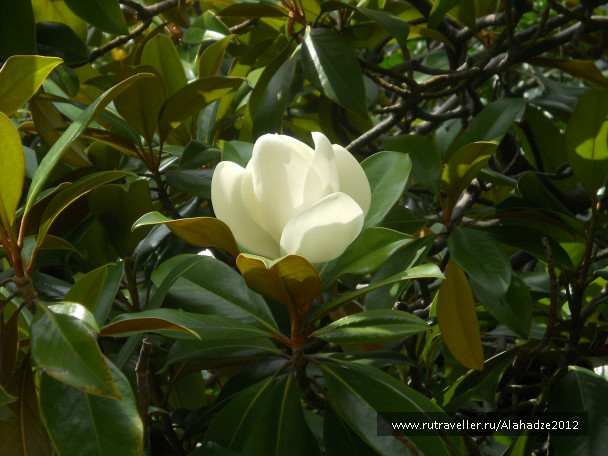 photo 718623