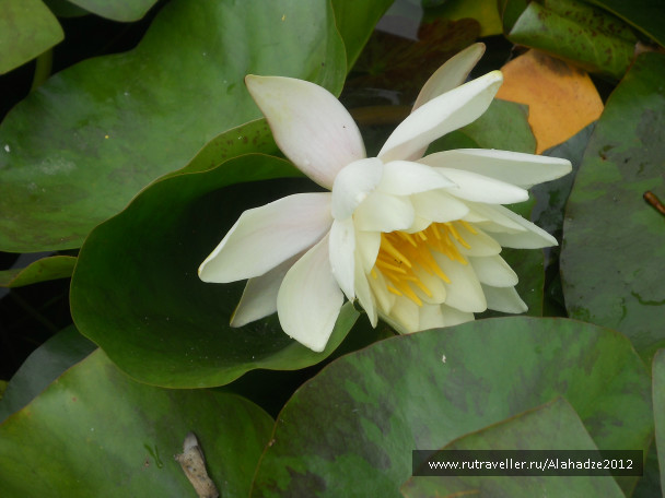 photo 718631