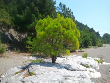 photo 838863