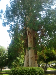 photo 964673