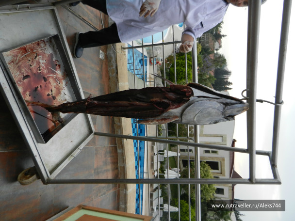 photo 445473